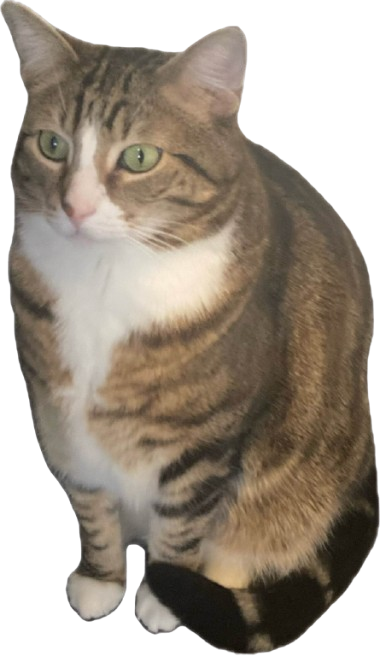 A sitting brown tabby cat with a white chest and green eyes, looking slightly to the side.